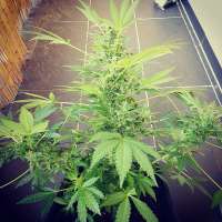 Royal Queen Seeds Amnesia Haze Automatic - photo réalisée par Kiffcowboy