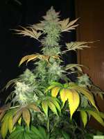 Imagen de SuperS (Chocolate Haze)