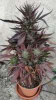 Pic for HulkBerry Automatic (Royal Queen Seeds)