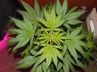 Imagen de SuperS (Lemon Haze)