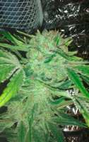 Royal Queen Seeds Medical Mass - photo réalisée par wasgedn