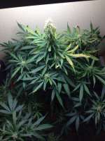 Imagen de THCweed (Northern Light Automatic)