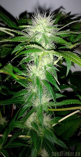 Royal Queen Seeds O.G. Kush