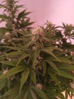 Imagen de NoNameGrower (Power Flower)