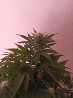 Imagen de NoNameGrower (Power Flower)