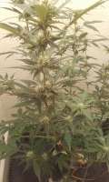 Imagen de SPAB149 (Royal Haze Automatic)