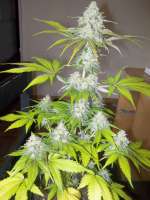 Imagen de WhiteyB (Sour Diesel)