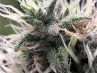 Imagen de fogfarms (Special Kush Nr1)