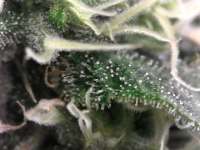 Imagen de fogfarms (Special Kush Nr1)