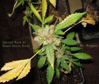 Imagen de Misterreggae [Special Kush Nr1]