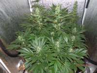 Imagen de djcgio (White Widow)