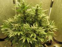 Imagen de djcgio (White Widow)