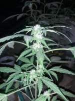 Imagen de Ismapunk123 (Black Domina Auto)