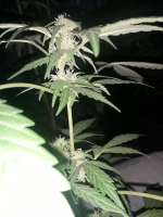 Imagen de Ismapunk123 (Black Domina Auto)