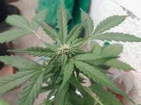 Imagen de Ismapunk123 (Black Domina Auto)