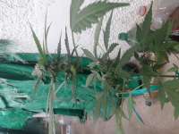 Imagen de Ismapunk123 (Black Domina Auto)