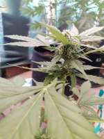 Imagen de Ismapunk123 (Black Domina Auto)