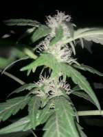 Imagen de Ismapunk123 (Black Domina Auto)