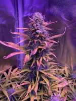 Imagen de That7dsgye [BCN Critical XXL Autoflower]