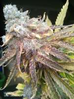 Imagen de ATOMnosystem (Blackberry Gum Autoflower)