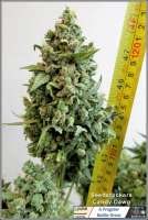 Imagen de Frogster (Candy Dawg Autoflower)