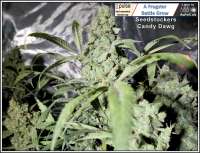 SeedStockers Candy Dawg Autoflower - photo réalisée par Frogster