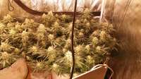 SeedStockers Maple Sherbet - photo réalisée par Dosmokethereefa