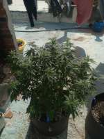 Imagen de Elloco (Sour Diesel)