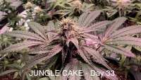 Imagen de IneffableDeath (Jungle Cake)