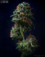 Seed Junky Genetics LA Kush Cake - photo réalisée par Ganjaficionado