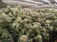 Imagen de intheseed (Wedding Cake)