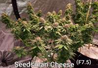 Seedsman Cheese - photo réalisée par SCheese