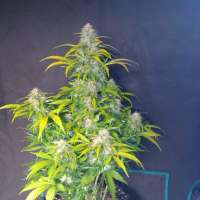 Imagen de zoobzoob23 (Green Crack Auto)