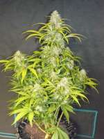 Imagen de zoobzoob23 (Green Crack Auto)