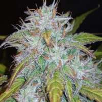 Imagen de zoobzoob23 (Green Crack Auto)