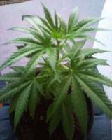 Imagen de indica2me (Hash Passion)