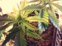 Imagen de indica2me (Hash Passion)