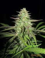 Imagen de DrCannablis (Purple Ghost Candy)