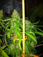 Seedsman Swazi Skunk - photo réalisée par drsizzurp69