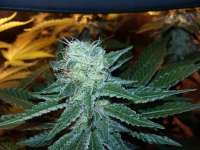 Imagen de FarmerWhiskers (White Widow)