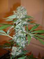 Imagen de merlin (Big Bud)