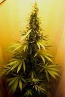 Imagen de Pilochun (Big Bud)