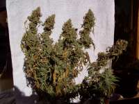 Imagen de mrnicex [Big Bud]