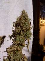 Imagen de mrnicex (Big Bud)