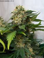 Imagen de drspike (Black Domina)