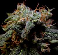 Imagen de Farma (Black Domina)