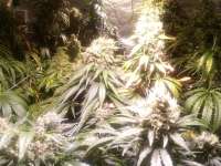 Imagen de Renegade (California Indica)