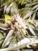 Imagen de Renegade (California Indica)