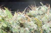 Imagen de hemp47 (Jack Herer)