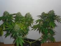 Imagen de chillforlife (Jack Herer)